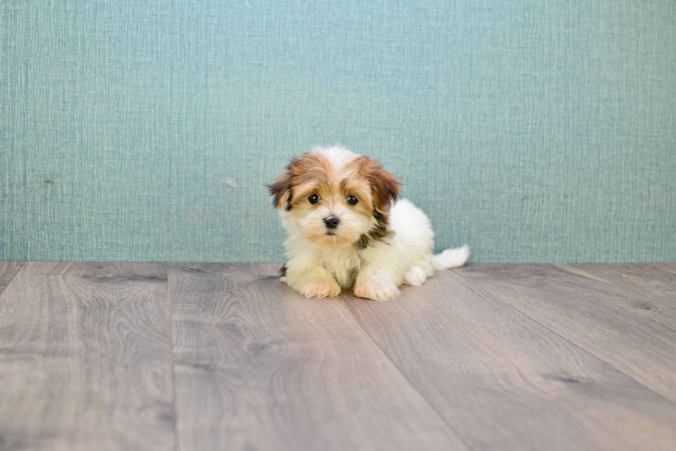 Hypoallergenic Yorkie Designer Puppy