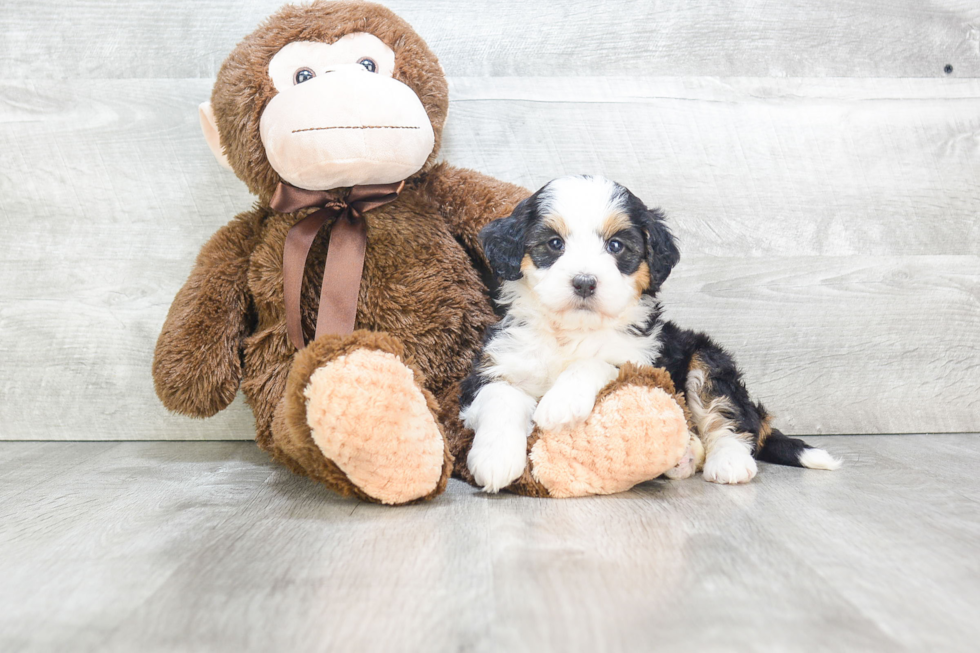 Sweet Mini Bernedoodle Baby