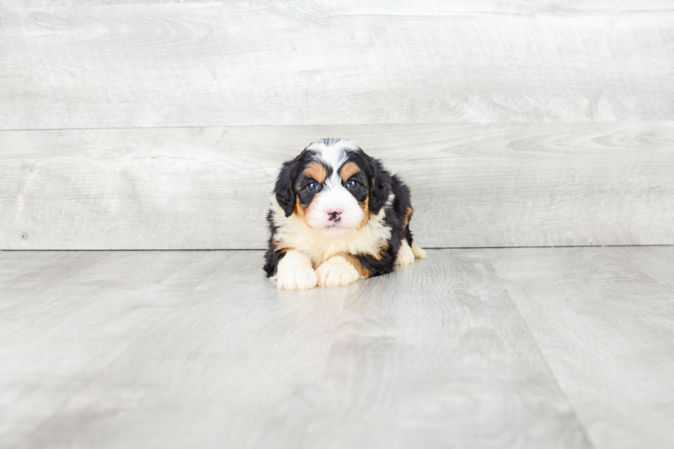 Smart Mini Bernedoodle Poodle Mix Pup