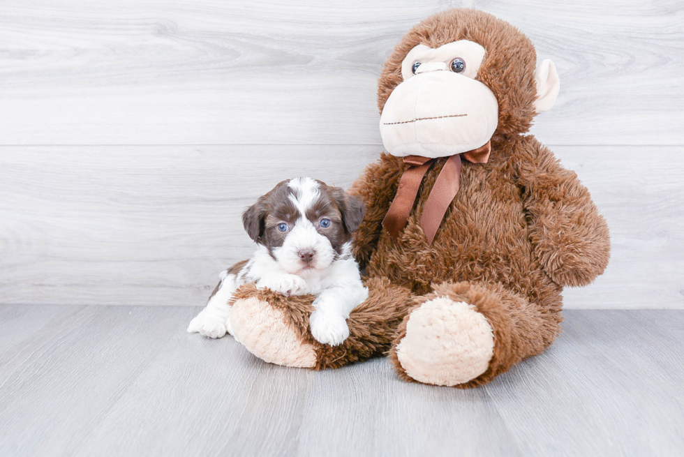 Popular Teddy Bear Designer Pup