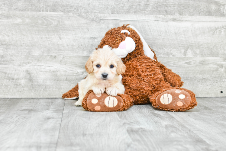 Best Cavachon Baby