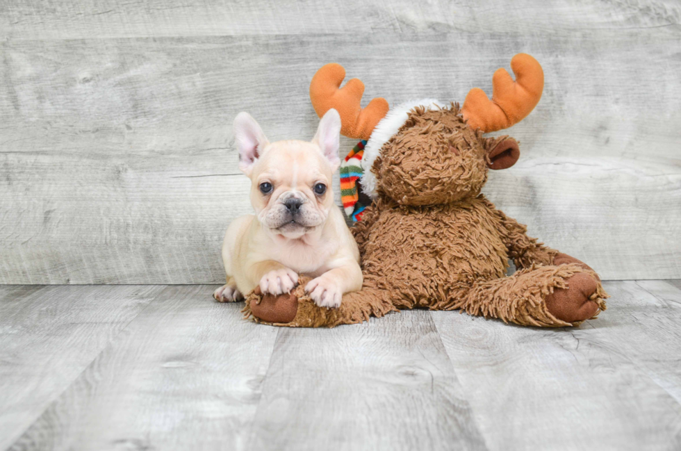 French Bulldog Puppy for Adoption