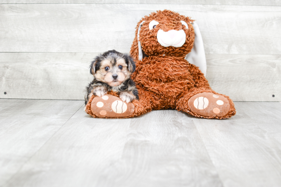 Morkie Pup Being Cute