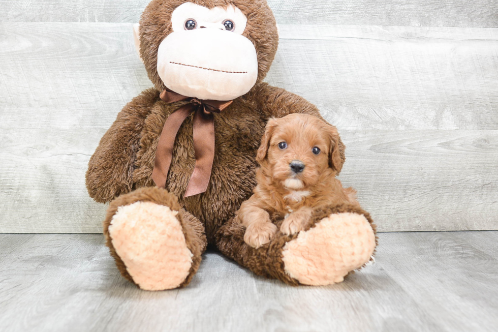 Friendly Cavapoo Baby