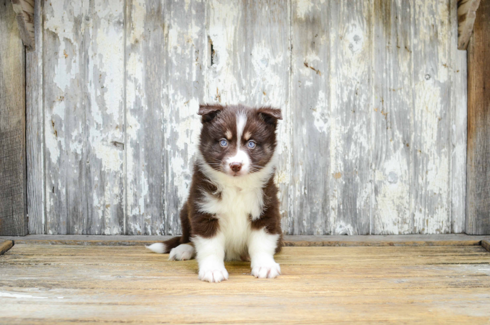 Little Mini Husky Designer Puppy