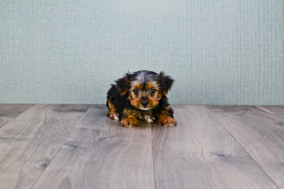 Meet Lisa - our Yorkshire Terrier Puppy Photo 