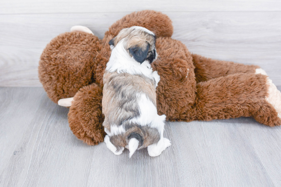 Teddy Bear Pup Being Cute