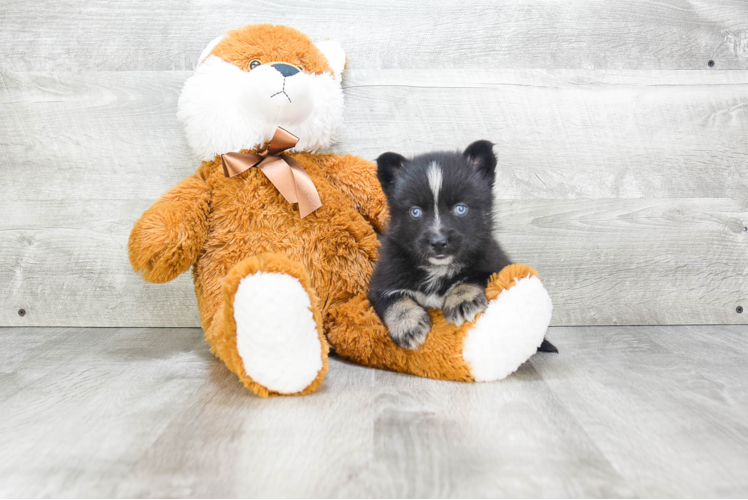 Hypoallergenic Mini Husky Designer Puppy