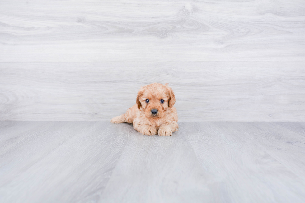 Cute Cavapoo Baby