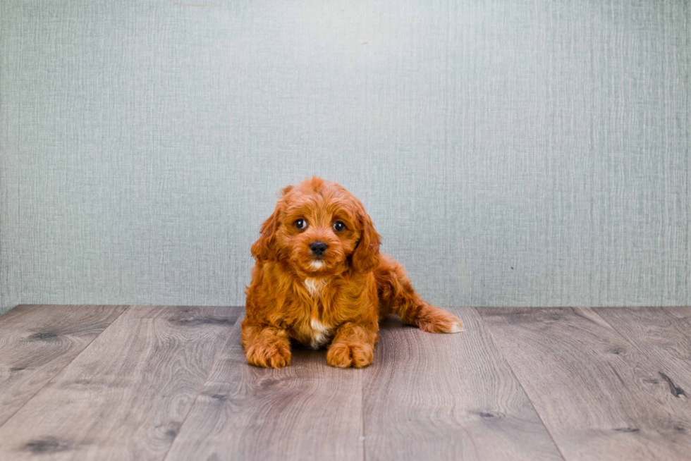 Mini Goldendoodle Pup Being Cute