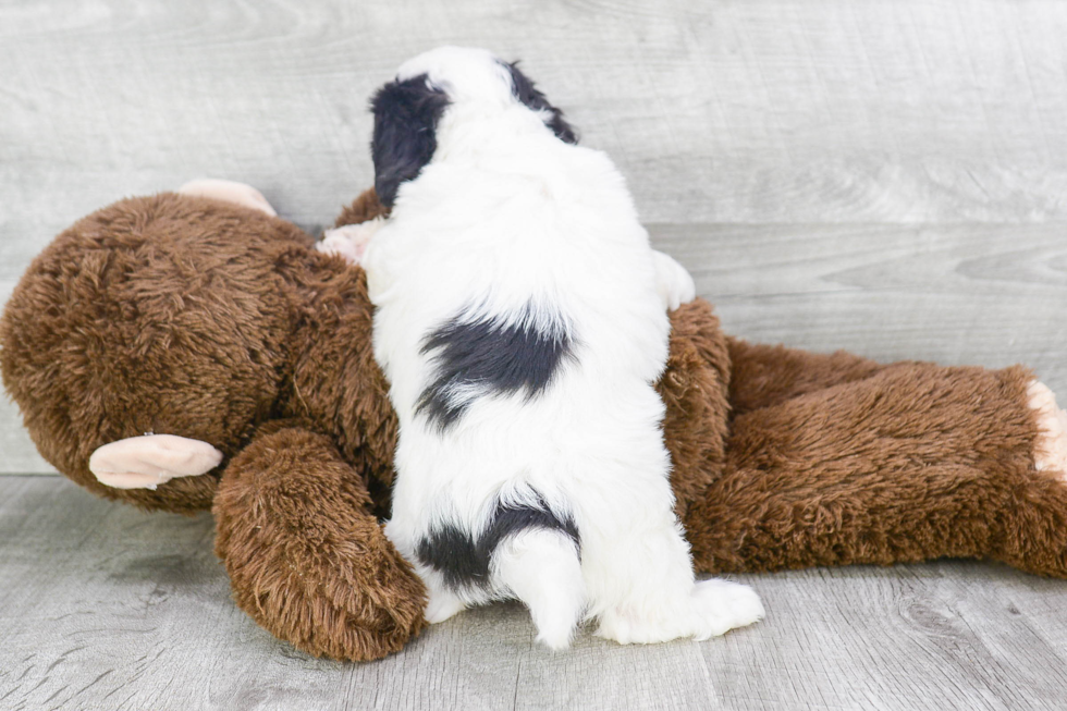 Teddy Bear Pup Being Cute