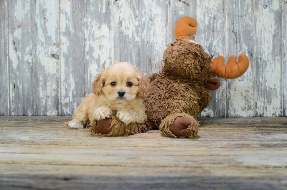 Little Cavalier Designer Puppy