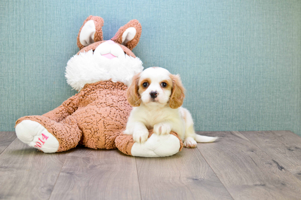 Fluffy Cavachon Designer Pup