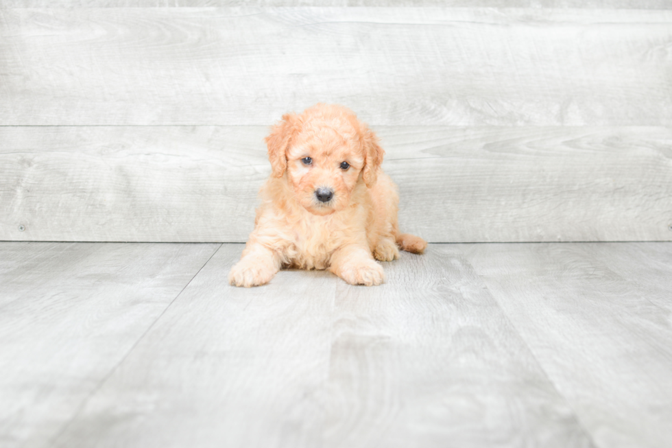 Mini Goldendoodle Puppy for Adoption