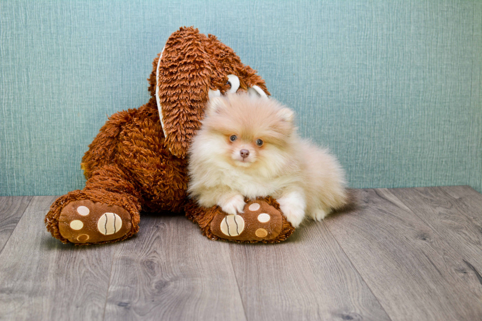 Hypoallergenic Pomeranian Baby