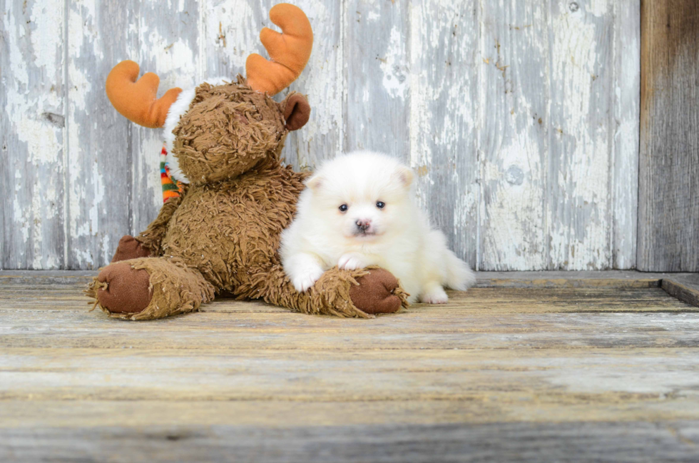 Adorable Pomeranian Purebred Puppy