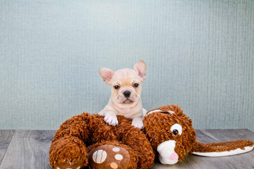 Popular French Bulldog Baby