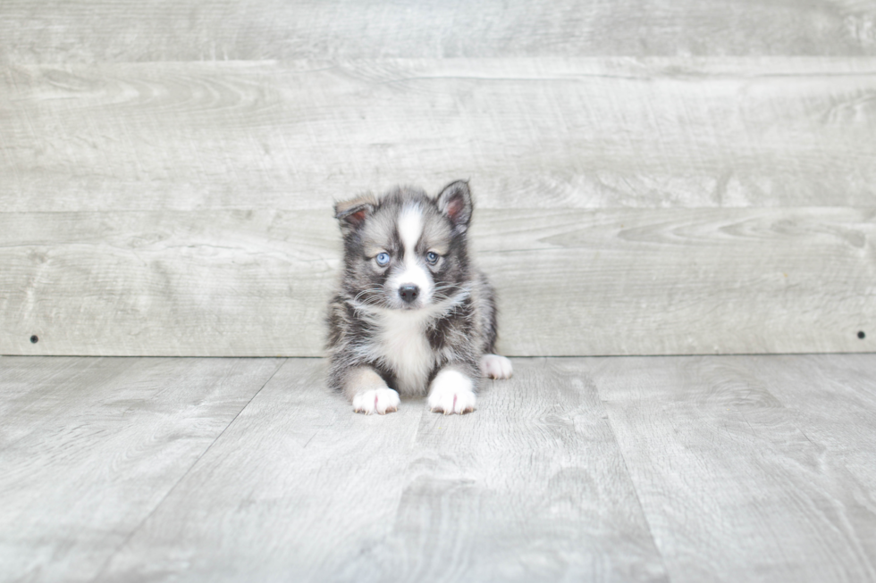 Playful Mini Husky Designer Puppy