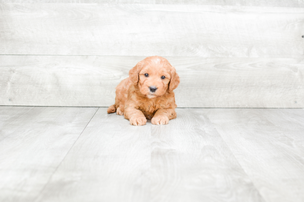 Mini Goldendoodle Pup Being Cute