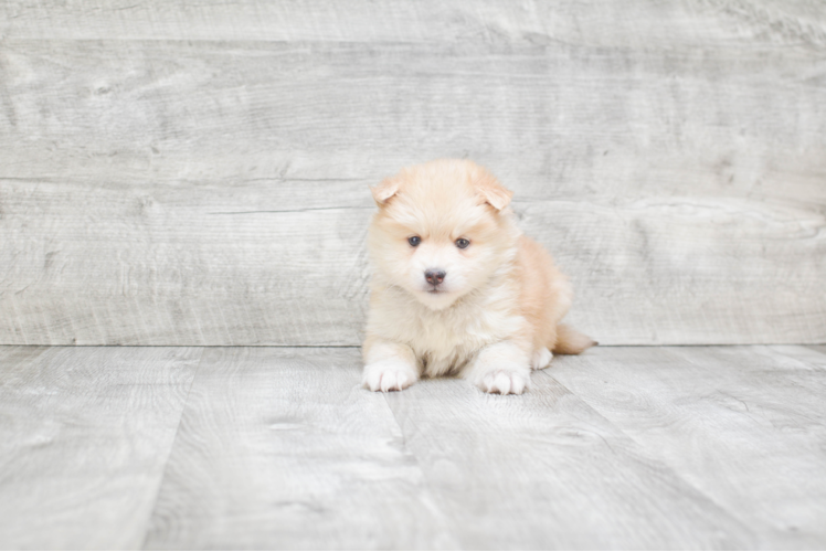 Pomsky Puppy for Adoption