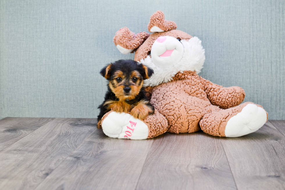 Meet Levi - our Yorkshire Terrier Puppy Photo 