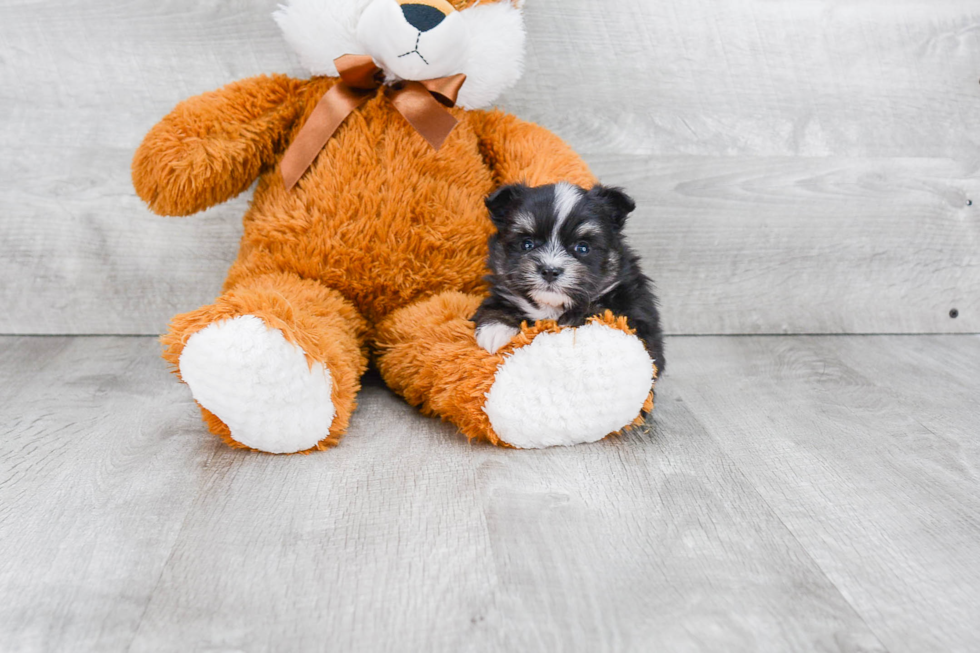 Maltipom Puppy for Adoption