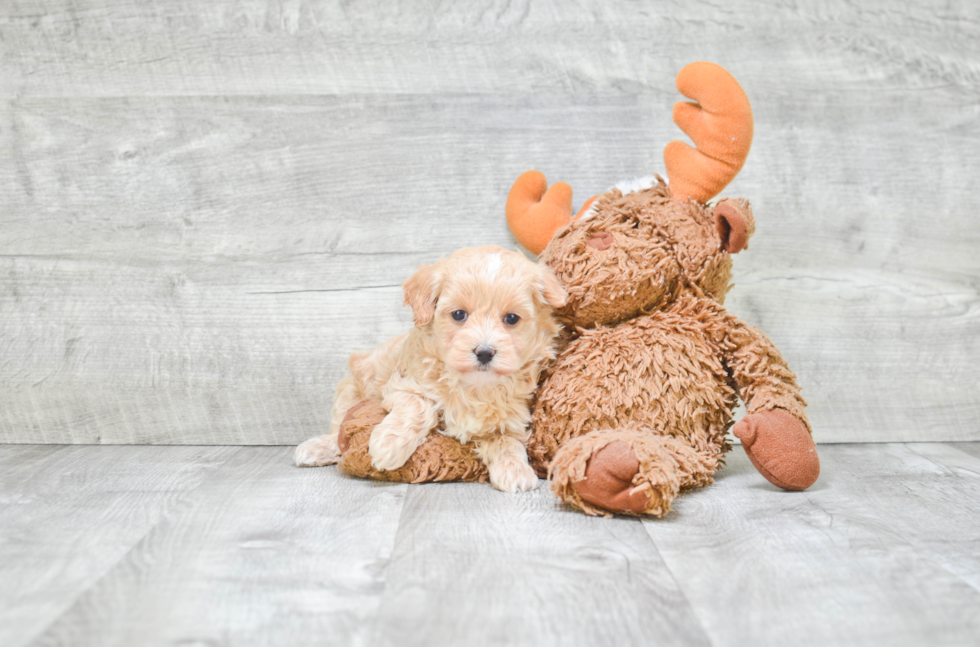 Maltipoo Pup Being Cute