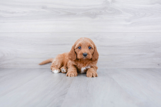 Smart Cavapoo Poodle Mix Pup