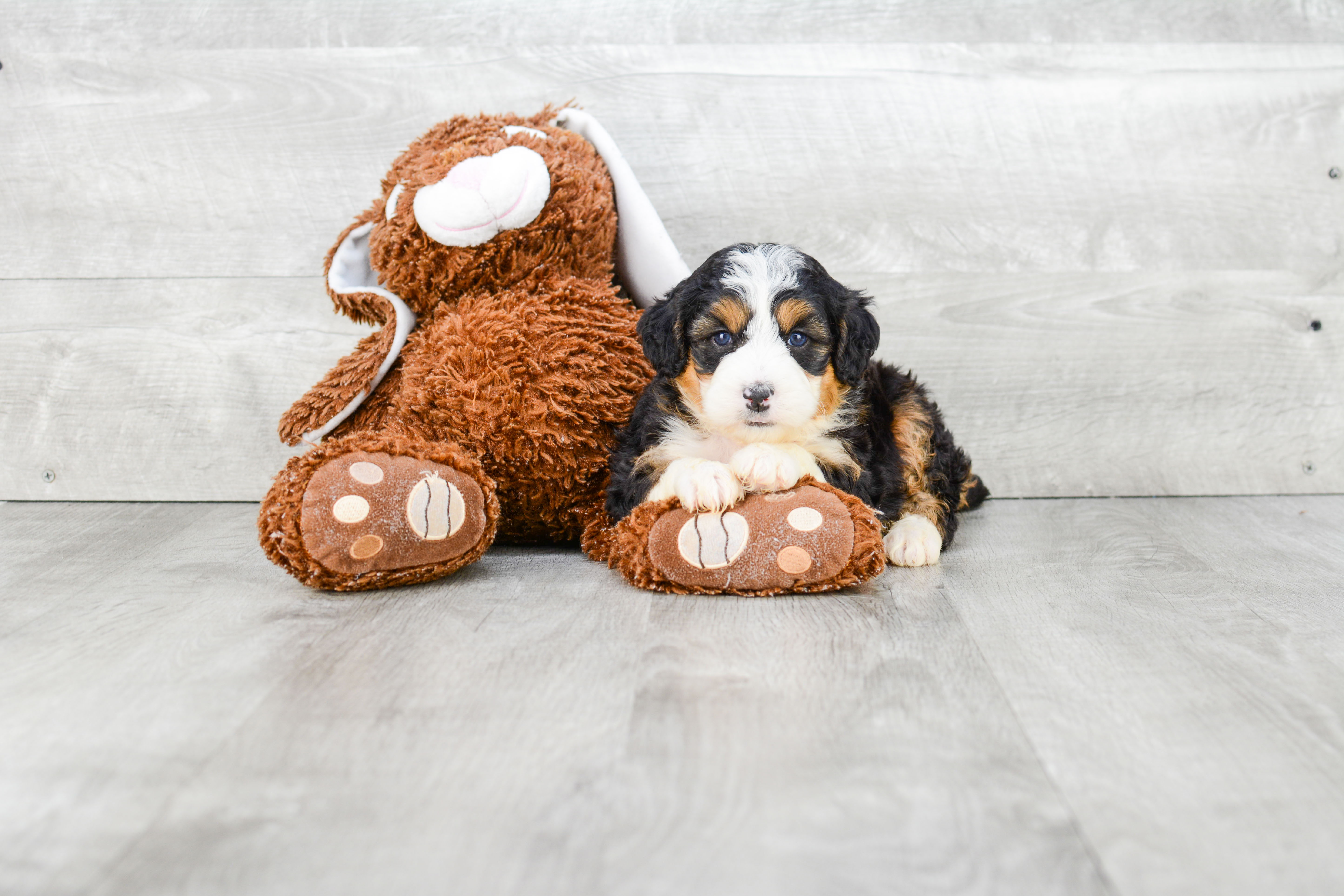 Fluffy Mini Bernedoodle Poodle Mix Pup