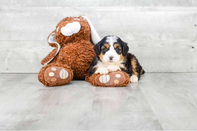 Fluffy Mini Bernedoodle Poodle Mix Pup