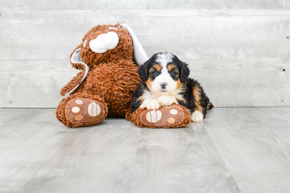 Fluffy Mini Bernedoodle Poodle Mix Pup