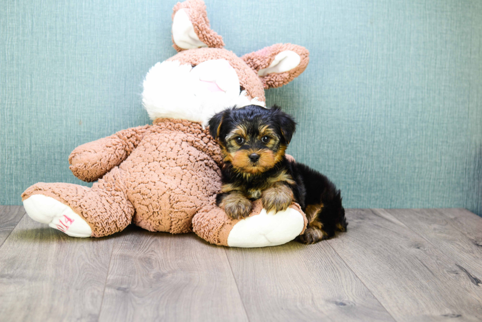 Meet Timmy - our Yorkshire Terrier Puppy Photo 