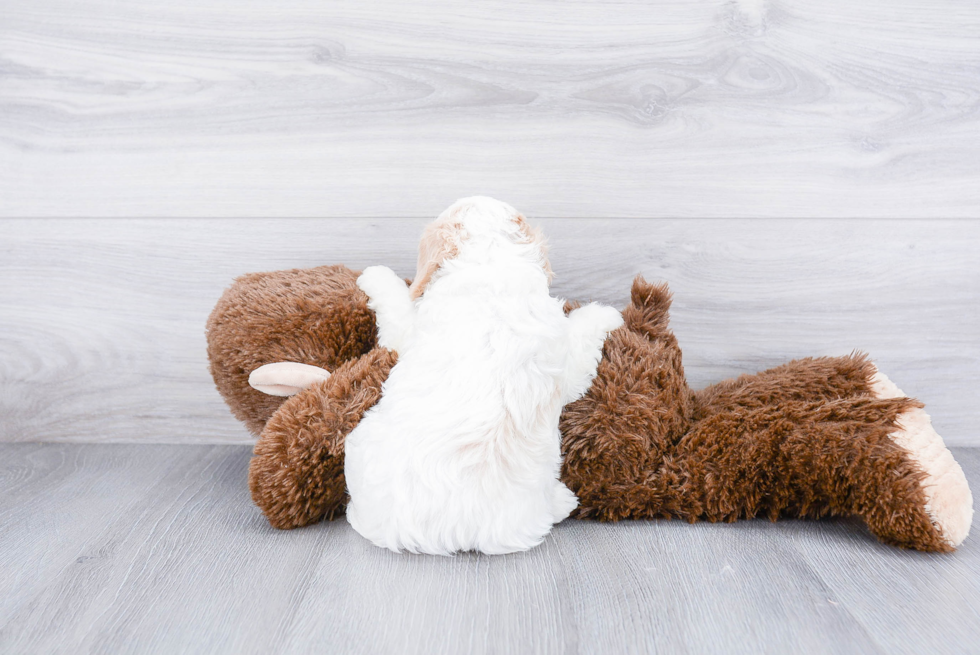 Friendly Cavachon Baby