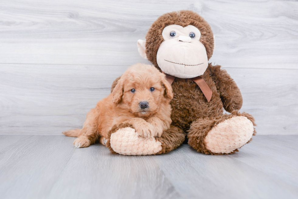 Best Mini Goldendoodle Baby