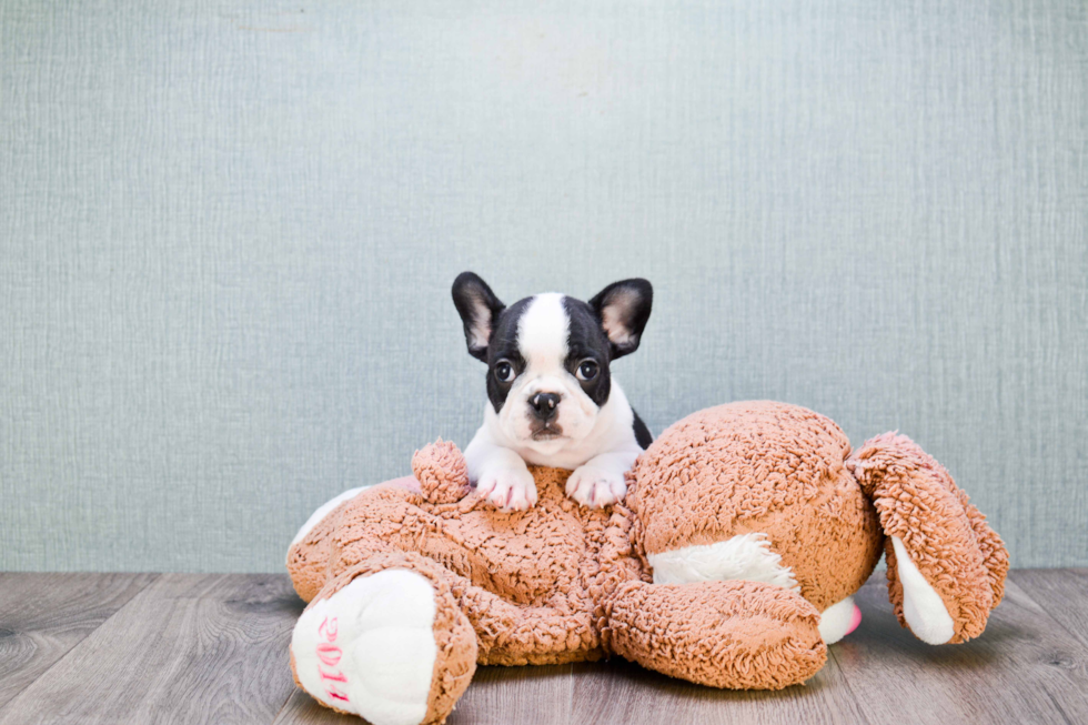 Best French Bulldog Baby