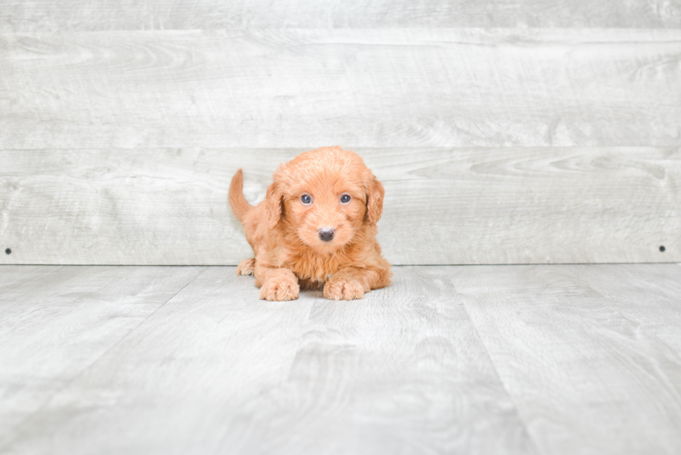 Happy Mini Goldendoodle Baby