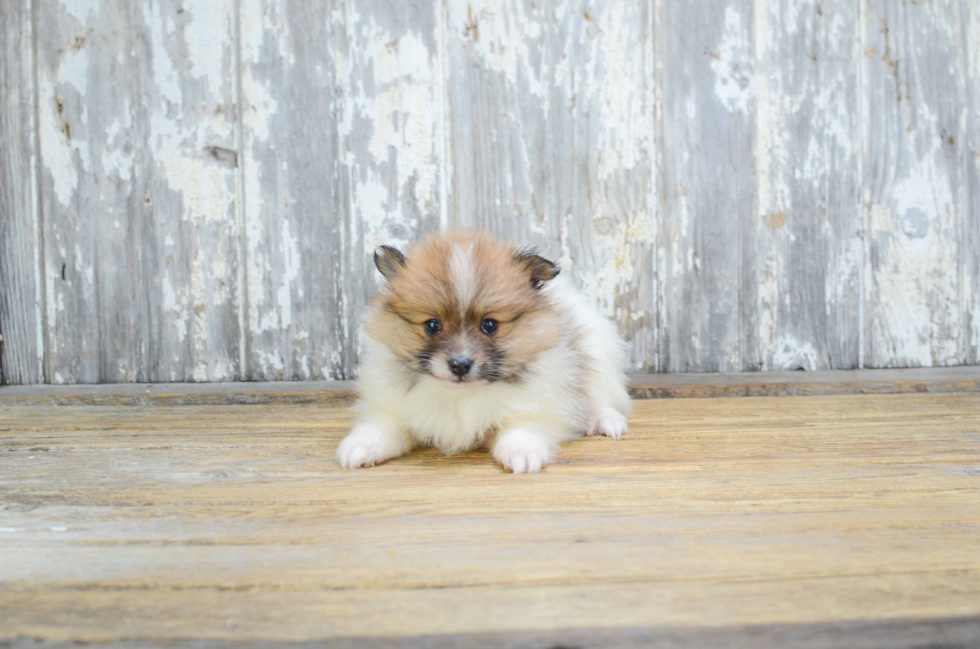 Smart Pomeranian Purebred Puppy