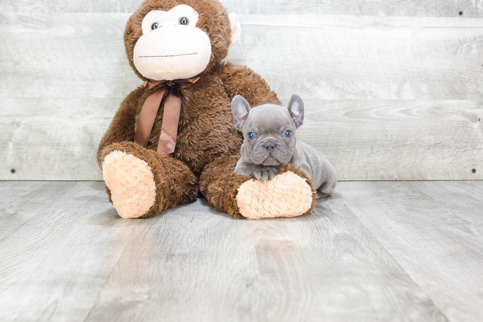 Best French Bulldog Baby