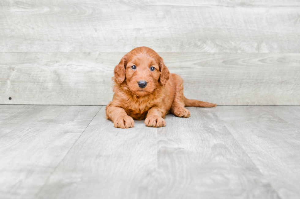 Mini Goldendoodle Pup Being Cute