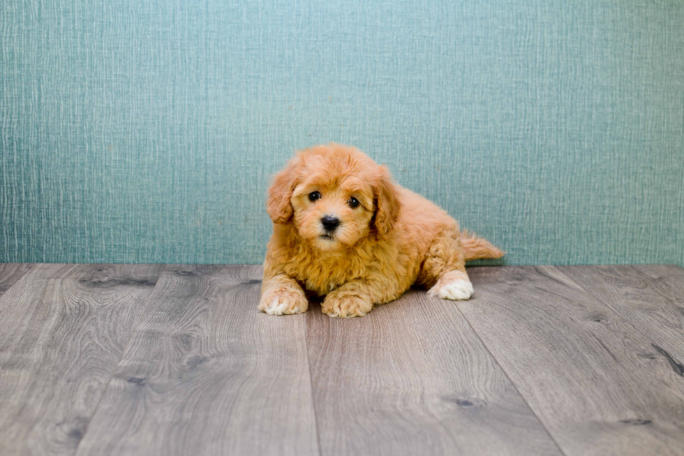 Hypoallergenic Cavoodle Poodle Mix Puppy