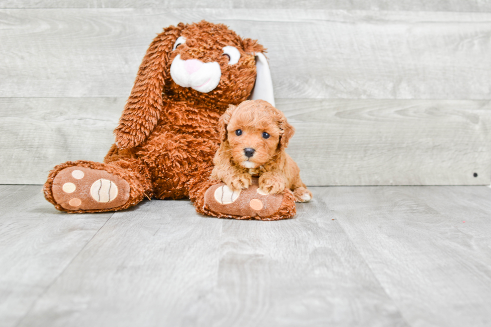 Cavapoo Pup Being Cute