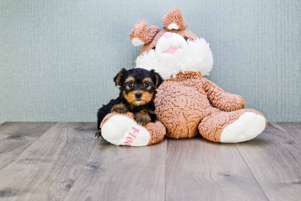 Meet Bella - our Yorkshire Terrier Puppy Photo 