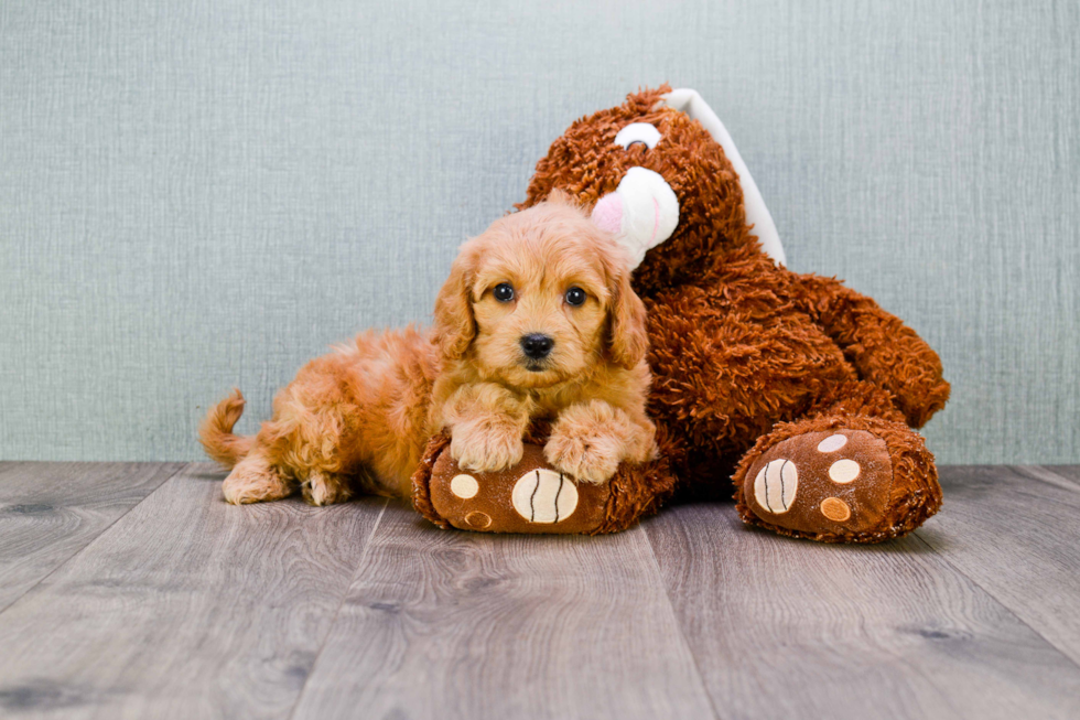 Playful Golden Retriever Poodle Mix Puppy