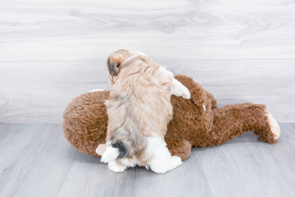 Teddy Bear Pup Being Cute