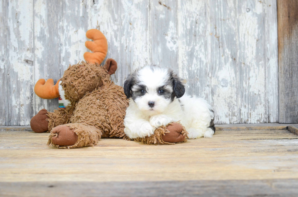 Teddy Bear Puppy for Adoption