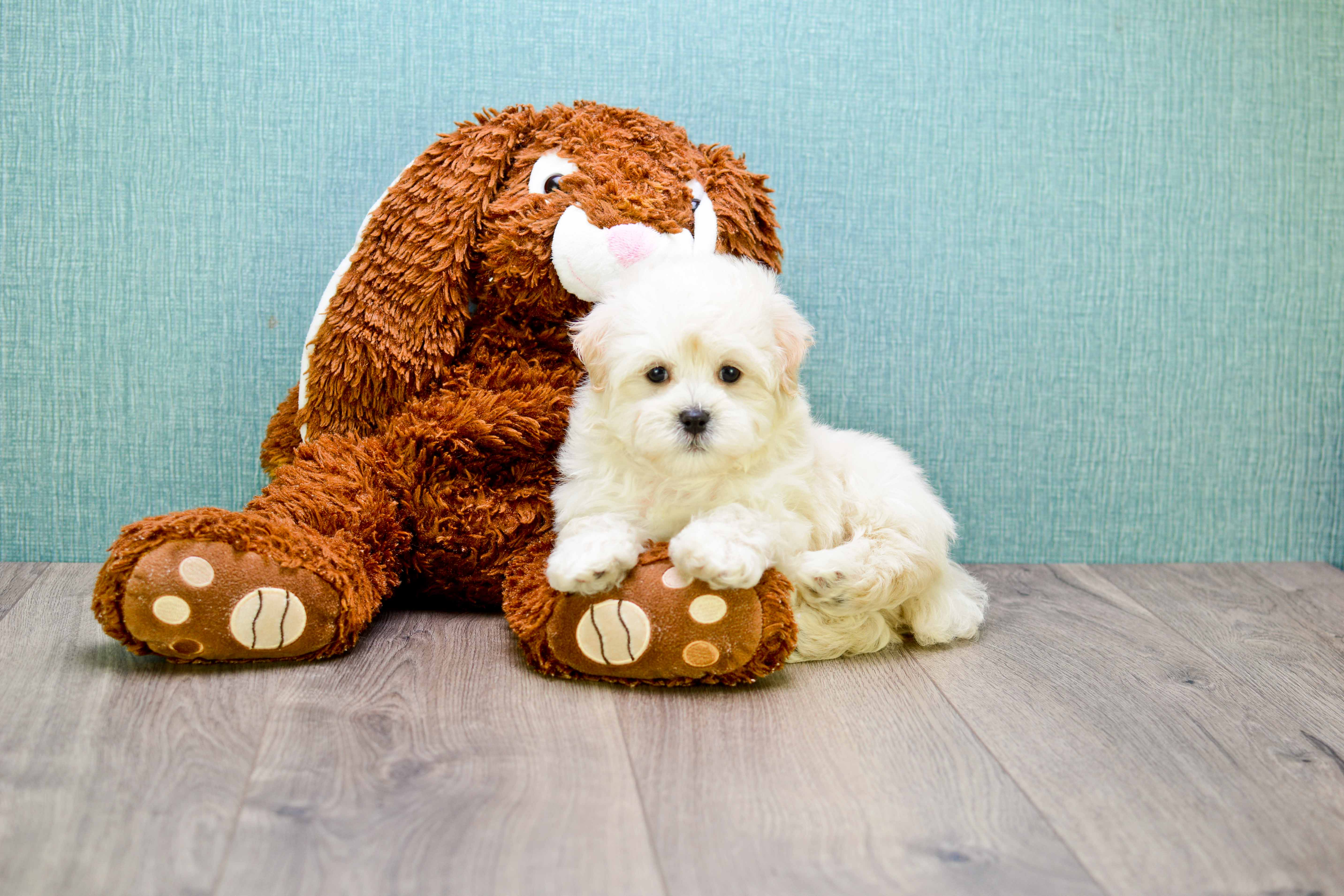 Maltipoo Puppy for Adoption