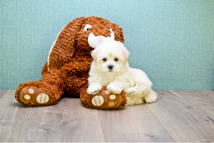 Maltipoo Puppy for Adoption