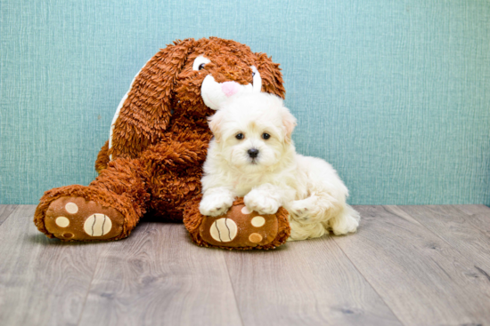 Maltipoo Puppy for Adoption