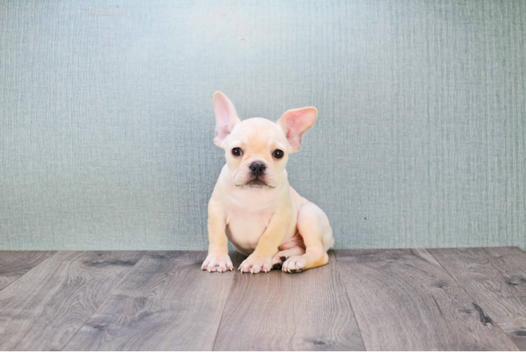 Popular French Bulldog Baby