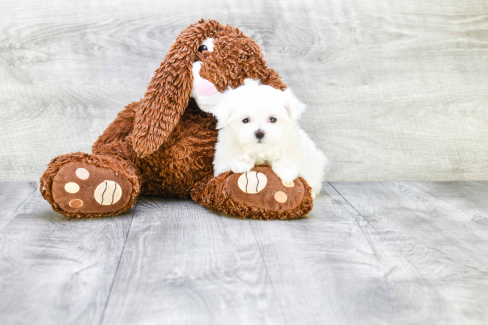 Playful Maltese Purebred Pup